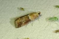 Acrobasis repandana