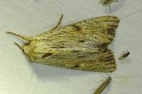 Apamea lithoxylaea