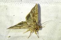Apamea monoglypha monoglypha