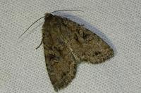 Fissipunctia ypsillon