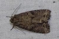 Fissipunctia ypsillon