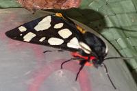 Arctia villica