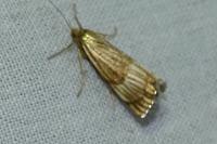 Chrysocrambus linetella