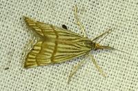 Chrysocrambus linetella