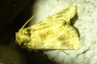 Conisania luteago olbiena