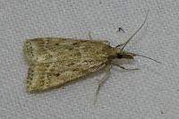 Eudonia pallida