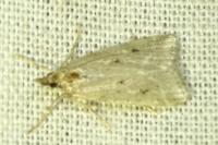 Eudonia pallida