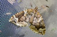 Eulithis prunata
