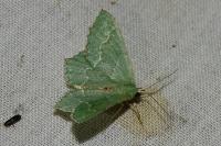 Hemithea aestivaria
