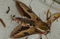 Hyles euphorbiae