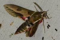 Hyles euphorbiae