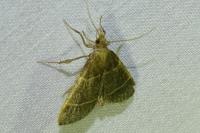 Hypsopygia glaucinalis