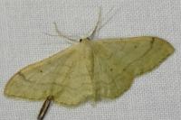 Idaea
