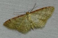 Idaea humiliata