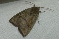 Ipimorpha subtusa