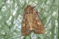 Lacanobia oleracea