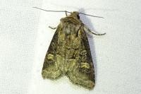 Brachylomia viminalis