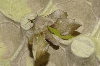 Laothoe populi