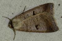 Lygephila pastinum