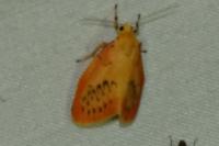 Miltochrista miniata