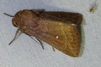 Mythimna albipuncta