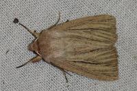 Mythimna pudorina