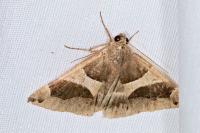 Dysgonia algira
