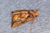 Plusia festucae