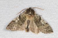 Achlya flavicornis