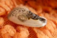 Cilix glaucata