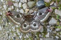 Saturnia pavonia