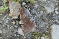 Cerastis rubricosa