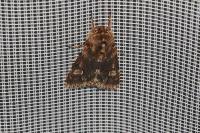Brachionycha nubeculosa