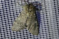 Achlya flavicornis
