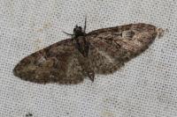Eupithecia abbreviata