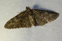 Eupithecia abbreviata
