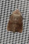 Orthosia populeti