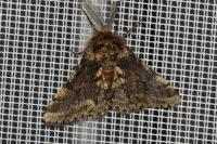 Lycia hirtaria