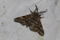 Lycia hirtaria