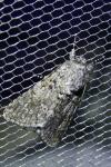 Acronicta rumicis