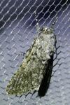 Acronicta rumicis