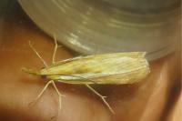 Agriphila tristella
