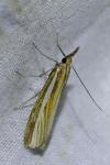 Agriphila tristella