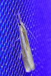 Agriphila tristella