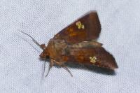 Amphipoea oculea