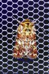 Anarta myrtilli