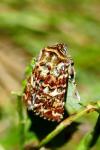 Anarta myrtilli