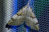 Aplocera praeformata