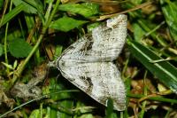 Aplocera praeformata