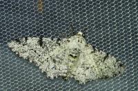 Biston betularia